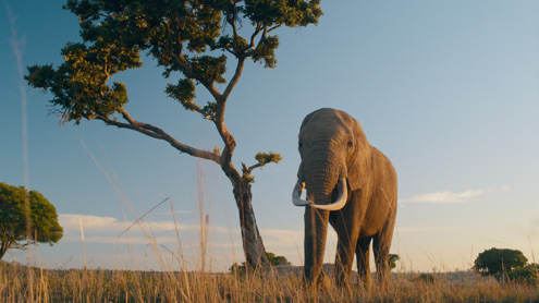3:2 for Big Images: elephant frame shot on the PYXIS 6K